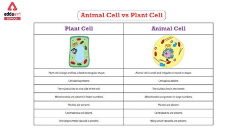 Difference Between Plant cell and Animal cell with Diagram