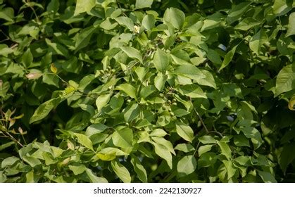 Closeup Indian Bael Aegle Marmelos Leaves Stock Photo 2242130927 | Shutterstock