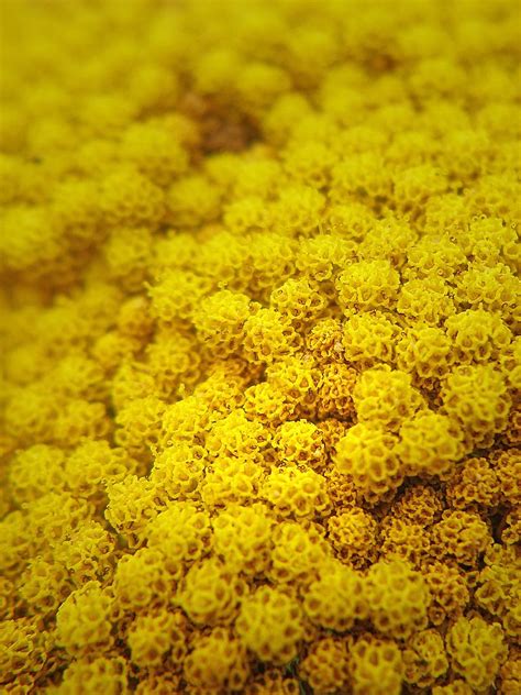 Yellow carpet | tanakawho | Flickr