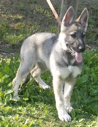 AKC/UKC German Shepherd Female Pup - **Silver Sable** for Sale in Oldtown, Maryland Classified ...