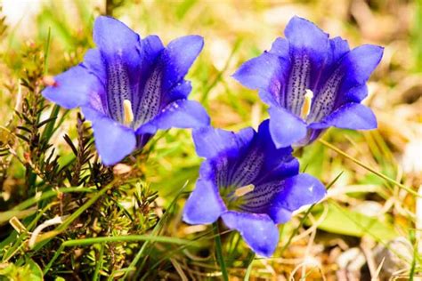 Gentiana acaulis (Stemless Gentian)