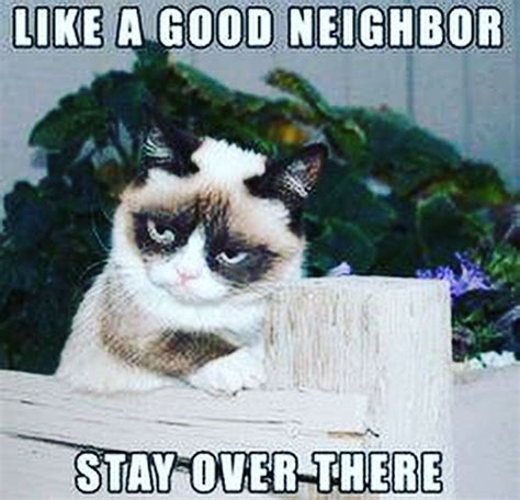 Good morning everyone Have a great Tuesday! lol | Grumpy cat humor, Grumpy cat quotes, Grumpy ...