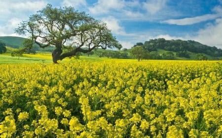 mustard field - Fields & Nature Background Wallpapers on Desktop Nexus ...