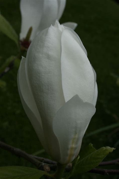 The Tulip Magnolia 'soulangeana' is the most familiar of the Magnolia's ...