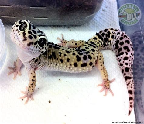 Smiling Leopard Gecko | Amazing Wallpapers