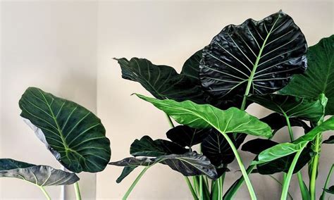 Our Favorite Large Leaf Tropical Plants in 2020 | Large leaf plants, Plant leaves, Plants