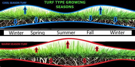 warm-cool-season-grass - Prestigious Turf Management