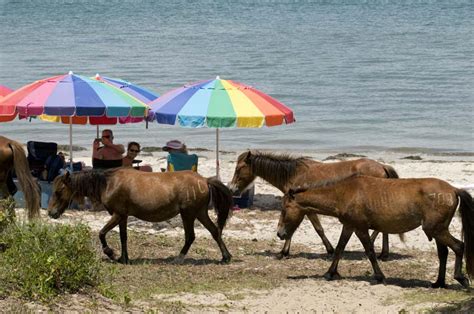 Wild Horses At Shackleford Banks