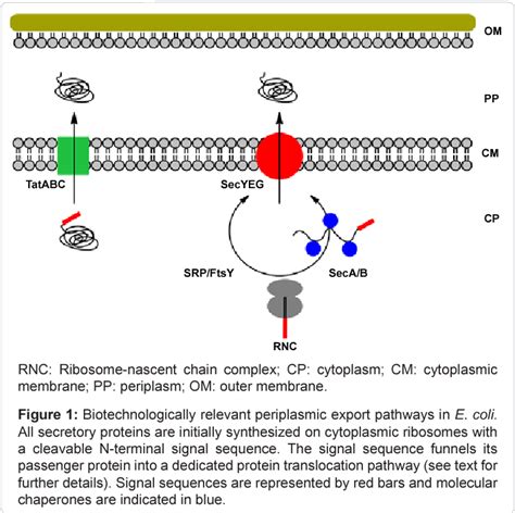 Figure 1 from Biotechnological applications of periplasmic expression in E. coli | Semantic Scholar