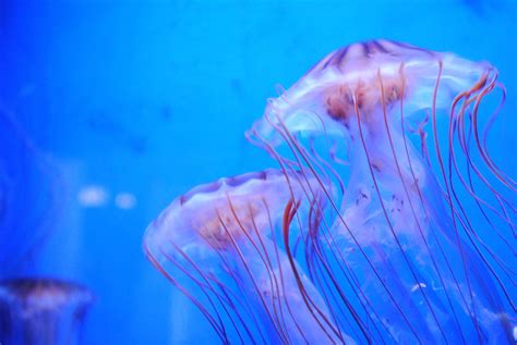 WATCH: Thousands Of 'Terrifying' Jellyfish Invade Florida Beach | iHeart