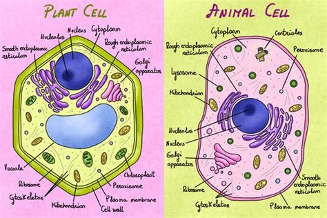 Top 180+ Plant cell animal cell model - Merkantilaklubben.org