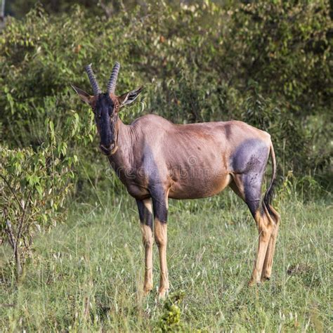 Topi antelope in Kenya stock image. Image of masai, herd - 98756471