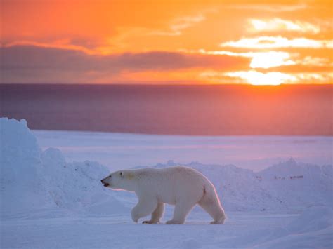 Good news for polar bears in Canada’s central Arctic - WWF.CA