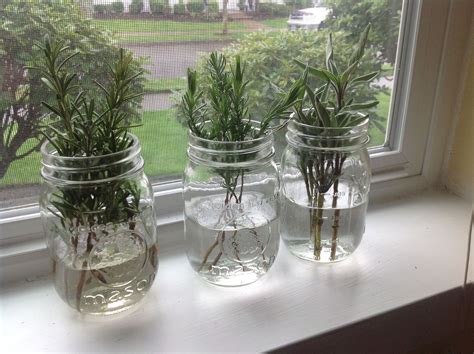 50 Plants To Grow In Water (Amazing Tips) Shocking Truth!