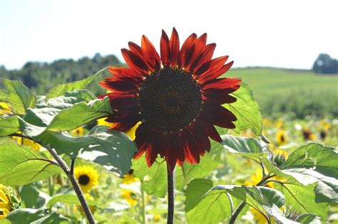 Sunflower Maze at Lyman Orchards | CT Mommy Blog