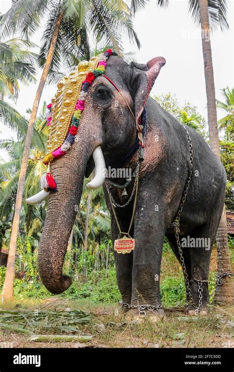 elephant in kerala temple festival Stock Photo - Alamy