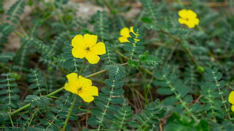 3 Tribulus Terrestris Benefits To Know About – Brain Tea®