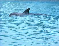 Harbour Porpoise - Facts, Information & Pictures