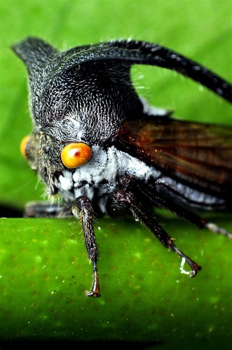 Planthopper | Weird insects, Beautiful bugs, Cool insects