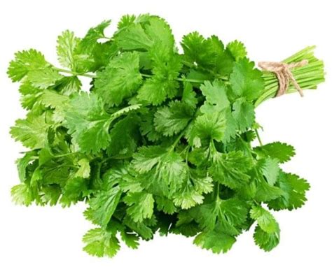 HERB FRESH CORIANDER - Zone Fresh