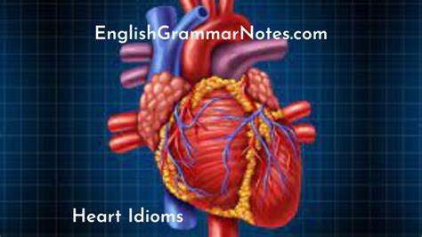 Heart Idioms | List of Heart Idioms With Meaning and Examples – English Grammar Notes