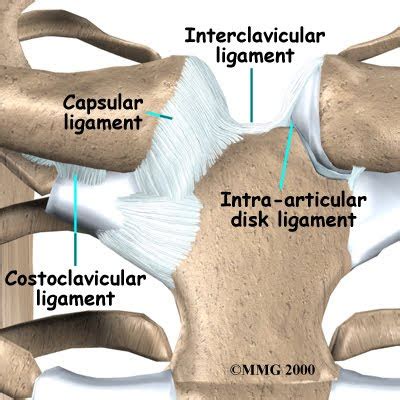 mriprotocol - STERNO CLAVICULAR JOINTS ANATOMY & MRI PROTOCOL