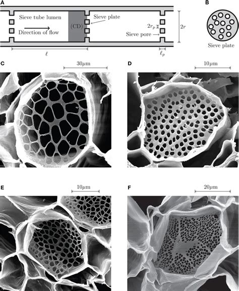 Phloem sieve tube geometry. (A) Schematics of a sieve tube. Adjacent... | Download Scientific ...