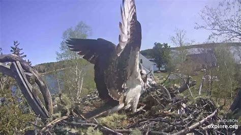 Osprey Nest Branch View Snapshot taken by Jan the Animal Fan- MO ...