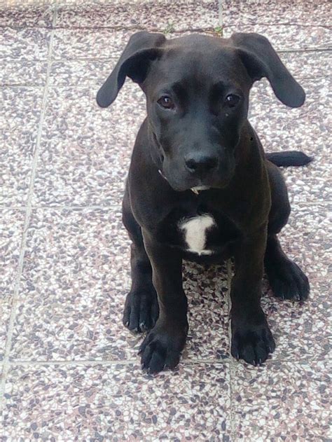 Penny - labrabull | Puppies, Animals, Dogs