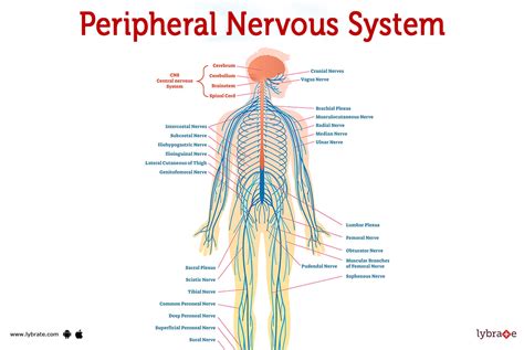 Peripheral Nervous System (Human Anatomy): Picture , Functions ...