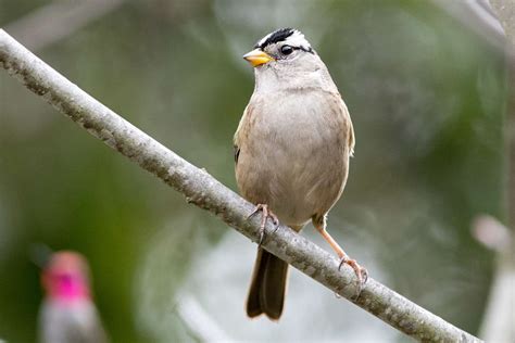 Types of Sparrows