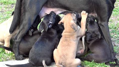 NOTICE: I have 3 Belgian Malinois Police Dog Puppies are for sale. WBB6539-02857 - YouTube