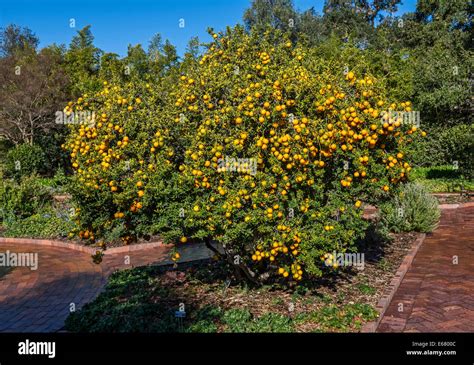 Chinotto orange tree hi-res stock photography and images - Alamy