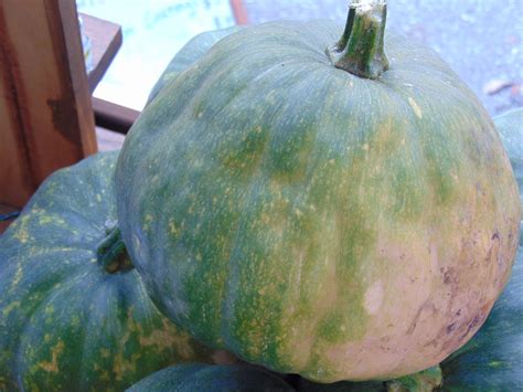 Growing the Seminole Pumpkin - Florida Seed & Garden