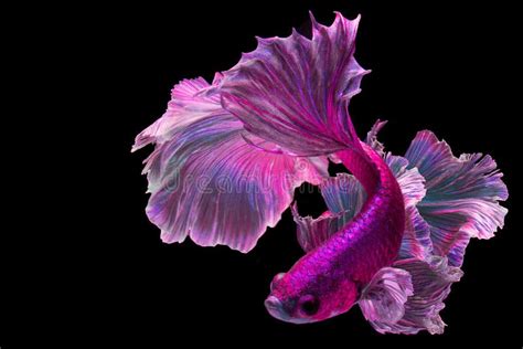 Purple Siamese Fighting Fish in Thailand,Crowntail Betta Betta Stock Image - Image of macro ...