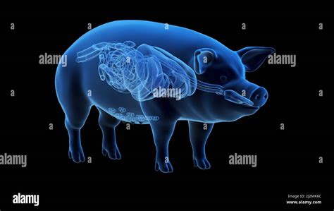 Pig anatomy, illustration Stock Photo - Alamy