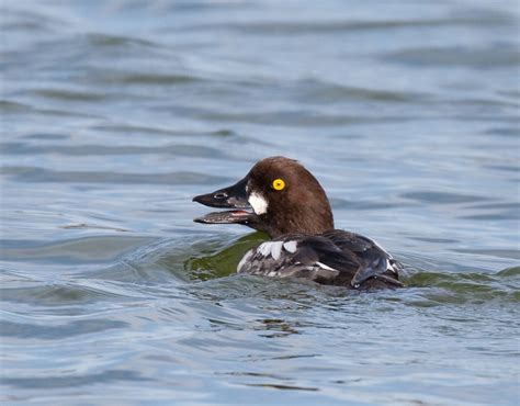 Common Goldeneye (Bucephala clangula)