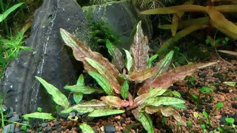 Cryptocoryne Wendtii | Species Profile And Growing Guide – Fishkeeping Forever