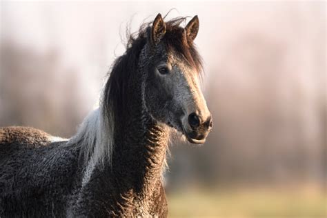 All About the Bashkir Curly Horse: Breed Profile, History, Characteristics, & Facts - Savvy ...