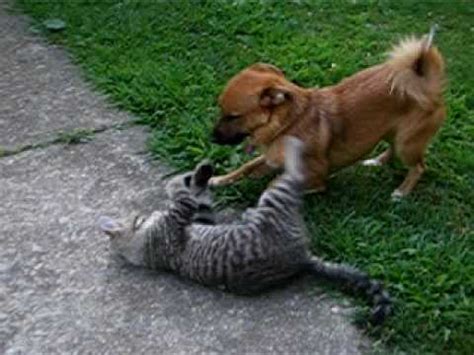 Dog fighting cat - deathmatch! - YouTube