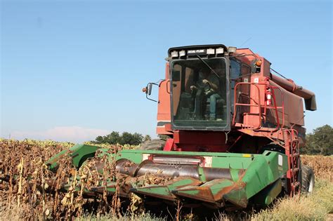 Sunflower Harvest – robynrominger.com