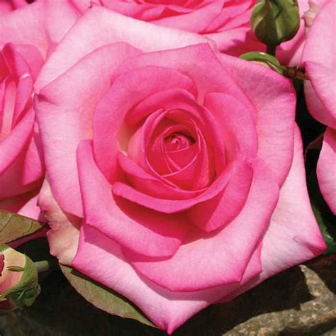 Beverly Hybrid Tea Rose - Light Pink Blooms - 4" pot - Repeat Bloomer - Walmart.com