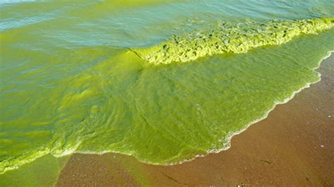 What you need to know about harmful algal blooms | www.APHLblog.org ...