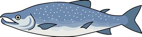 Salmon clipart. Free download transparent .PNG | Creazilla