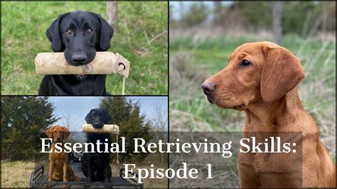 Labrador Retriever | Essential Training Skills Episode 1 - YouTube