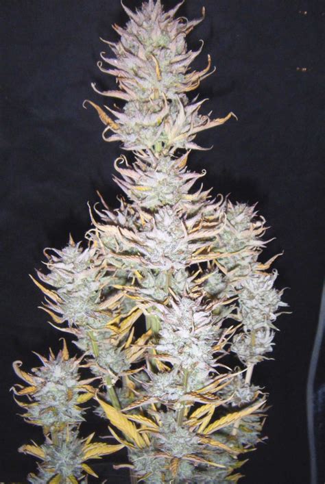 Blueberry Cookies Auto feminized seeds for sale by Original Sensible Seeds - Herbies Seeds