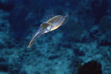 Secrets of Cephalopod Camouflage - Science Friday