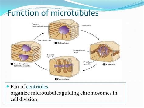 cytosceleton