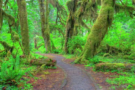 USA, Washington, Olympic National Park, Hoh Rain Forest, Hall of Mosses, moss covered trees and ...