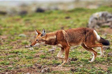 Facts About The Ethiopian Wolf